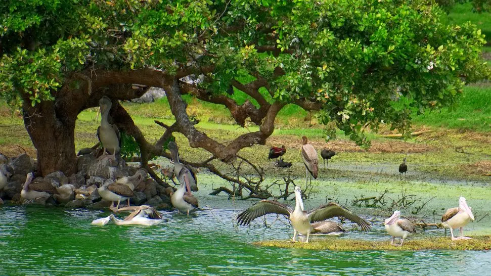 Pitti Bird Sanctuary is one of the best places to visit in Lakshadweep