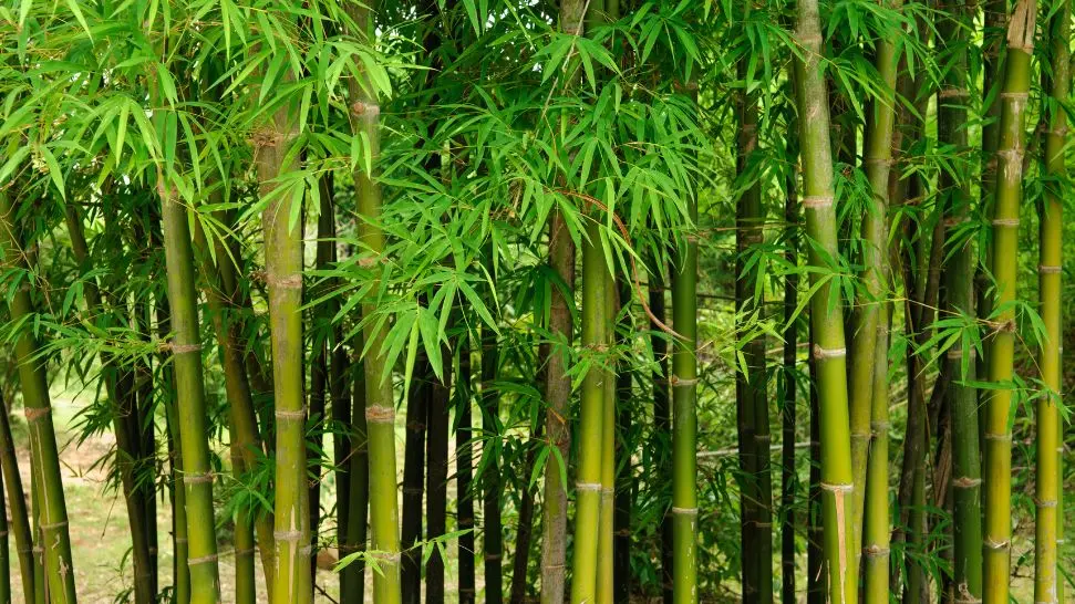 Bamboo Forest is one of the best places to visit in Wayanad