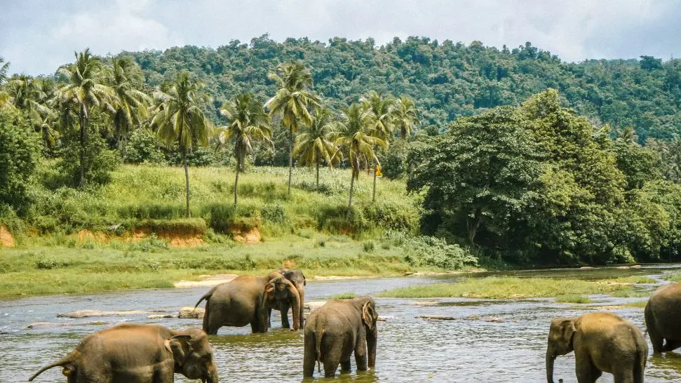 Muthanga Wildlife Sanctuary is one of the best places to visit in Wayanad