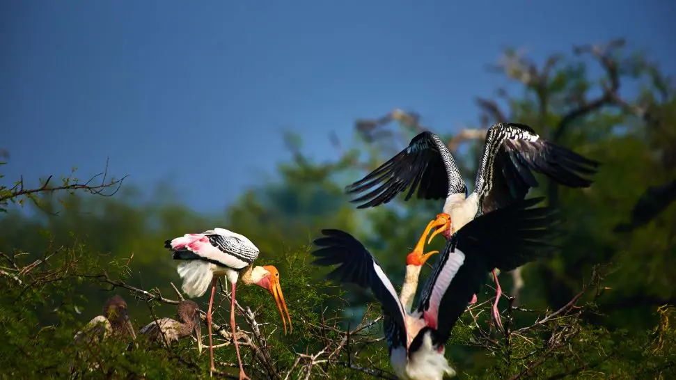 Pakshipathalam Bird Sanctuary is one of the best places to visit in Wayanad