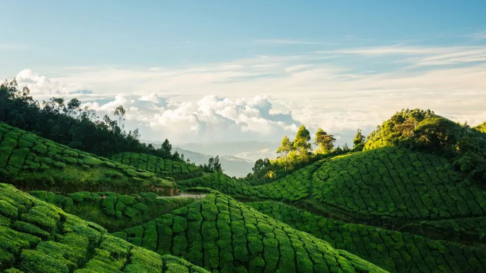 Munnar is one of the best honeymoon places in India in December