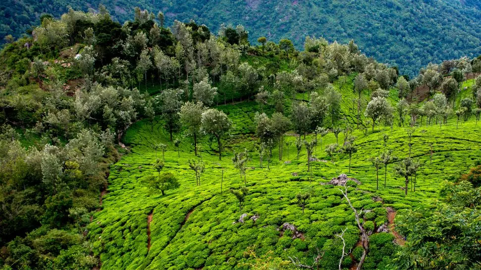 Ooty is one of the best honeymoon places in India in December