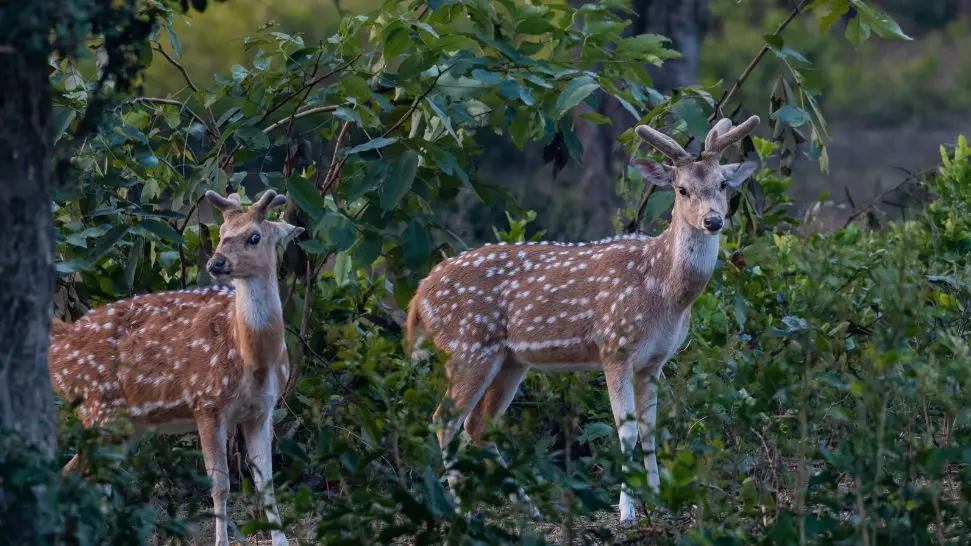 Jim Corbett  is one of the best places to visit in February in India 