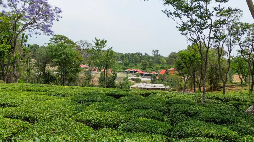 Tea Gardens  is one the best places to visit in Palampur