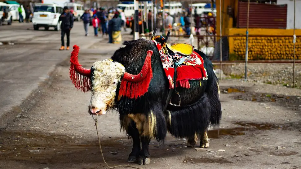 Ride a Yak is one of the best things to do in Manali