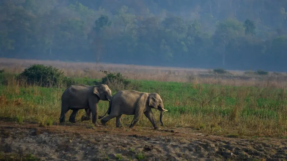 Jim Corbett is one of the best weeding destinations in India 