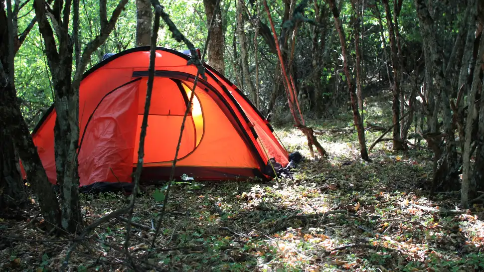 jungle camping
