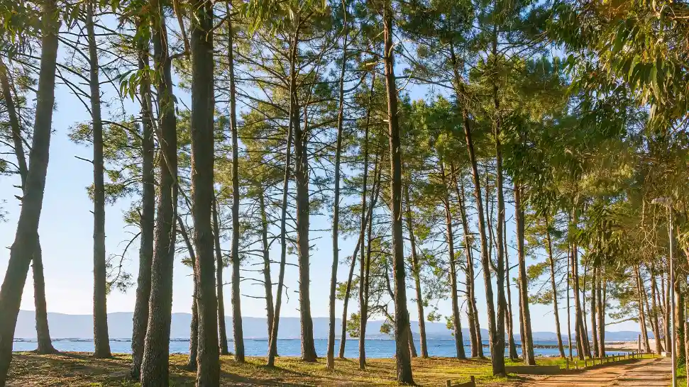 Raman Bageecha Beach is one of the best beaches in Andaman and Nicobar Island