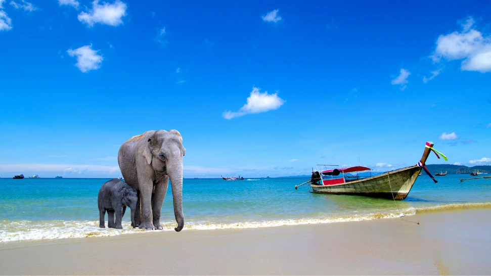 Elephant Beach is one of the most popular beaches in India