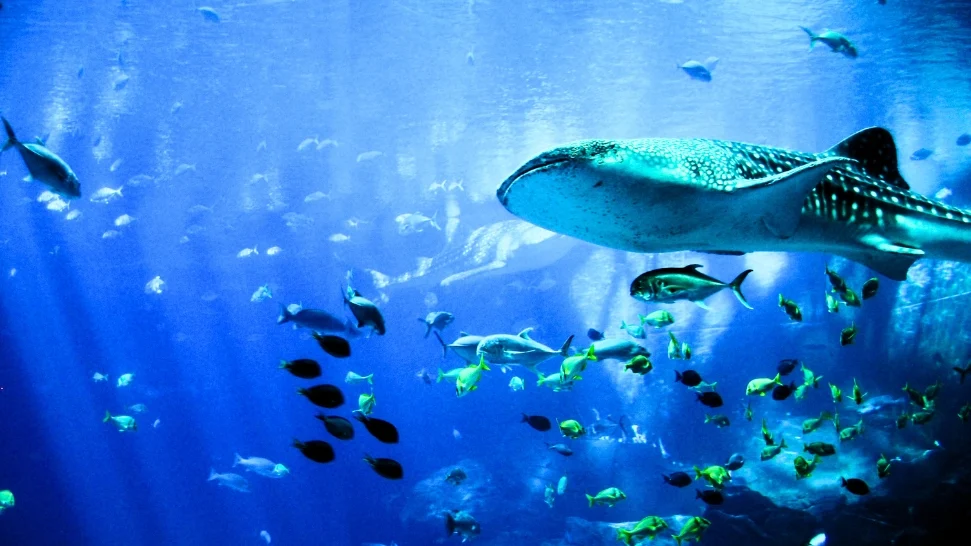 Bangalore Aquarium is One of the best places to visit in Bangalore
