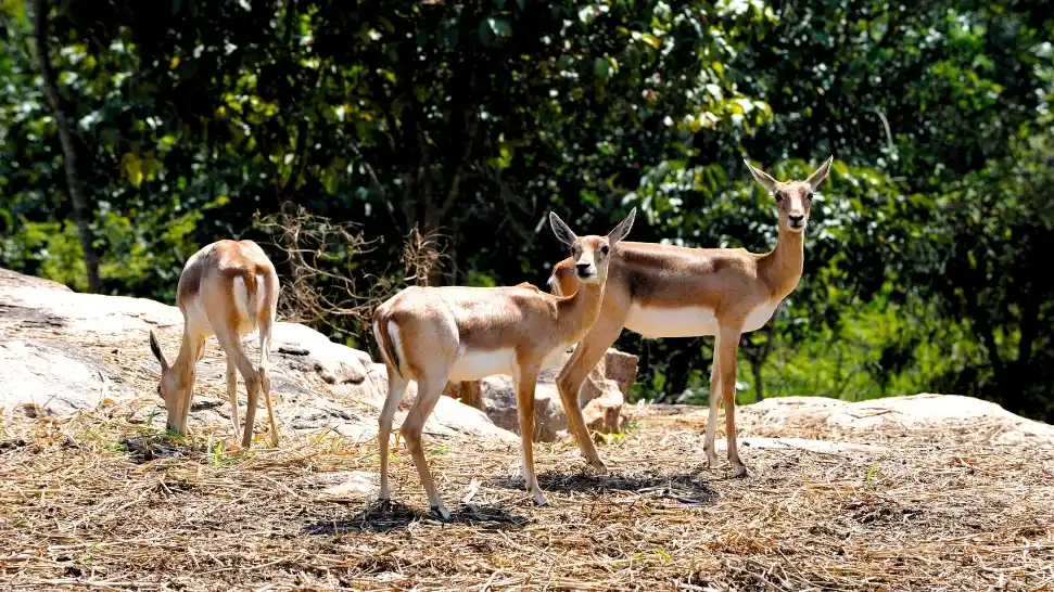 Bannerghatta_National_Park is One of the best places to visit in Bangalore