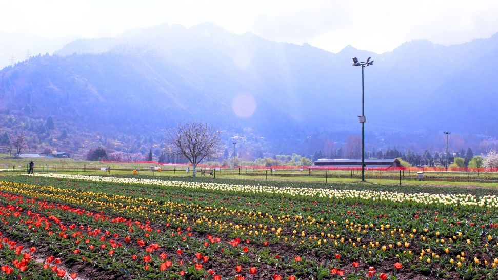 Indira Gandhi Tulip Garden is one of the best places to visit in Kashmir