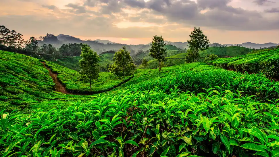 Misty tea gardens and hills in Munnar during Kerala monsoon