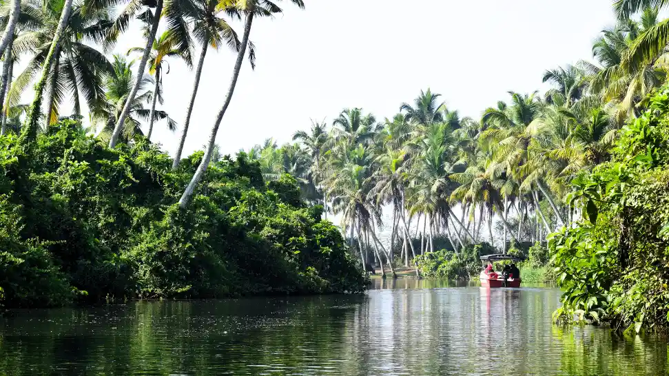 Boat ride through Poovar backwaters and mangroves