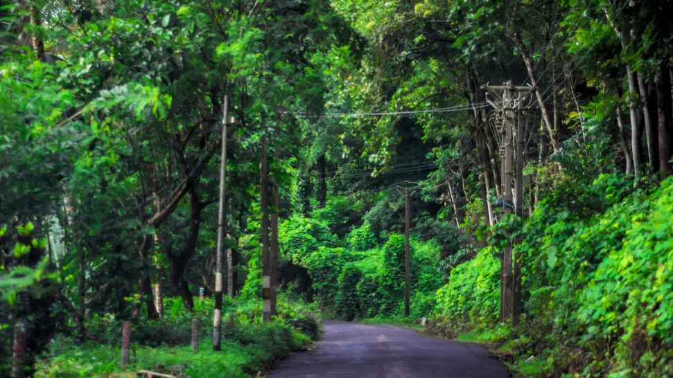 Rolling green meadows and pine forest in Vagamon during monsoon