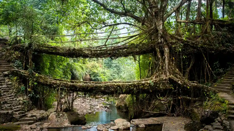 Double Decker Living Root Bridge