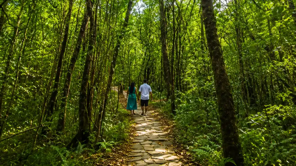 Mawphlang Sacred Forest