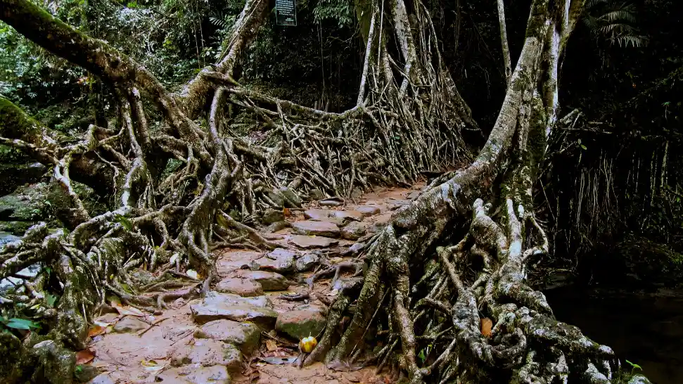 Riwai Living Root Bridge