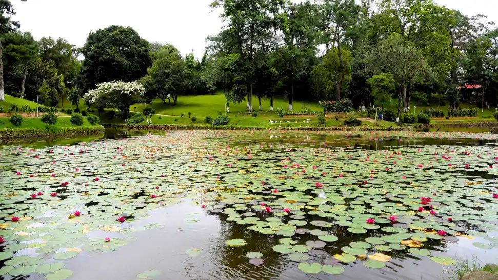 Ward's Lake