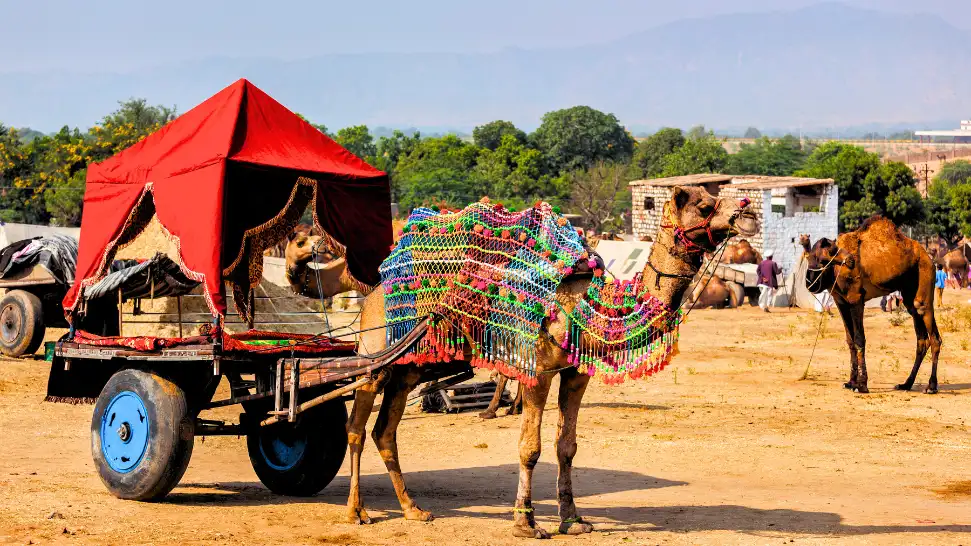 Pushkar Camel Fair in Rajasthan featuring decorated camels, traditional performers and colourful cultural activities