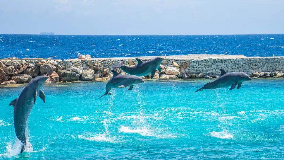 Dolphin Sighting Tour