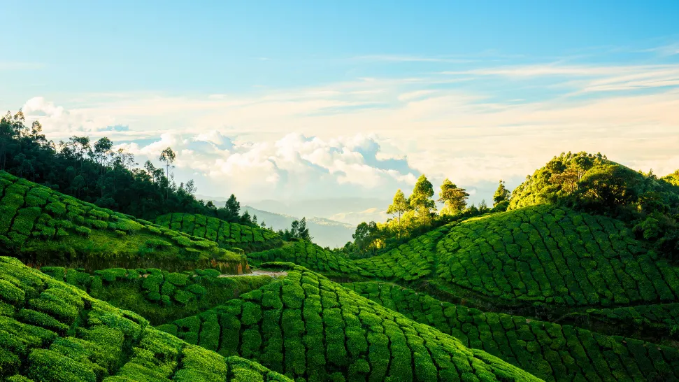 Munnar is One of The Best Hill Station in India