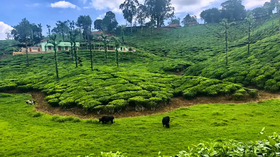 Valparai is One of The Best Hill Station in India