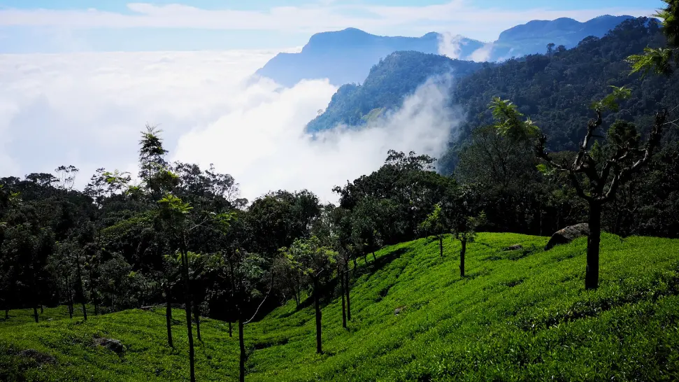 Scenic tea gardens and Dolphin's Nose viewpoint in Coonoor Tamil Nadu