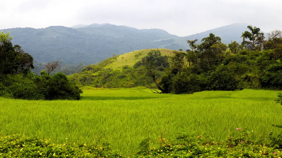 Scenic coffee plantations and mountain landscapes in Sakleshpur Karnataka