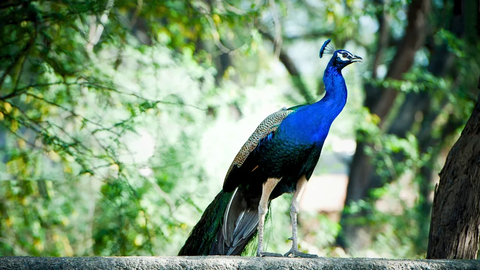 Sohna is One of The Best Hill Station Near Delhi