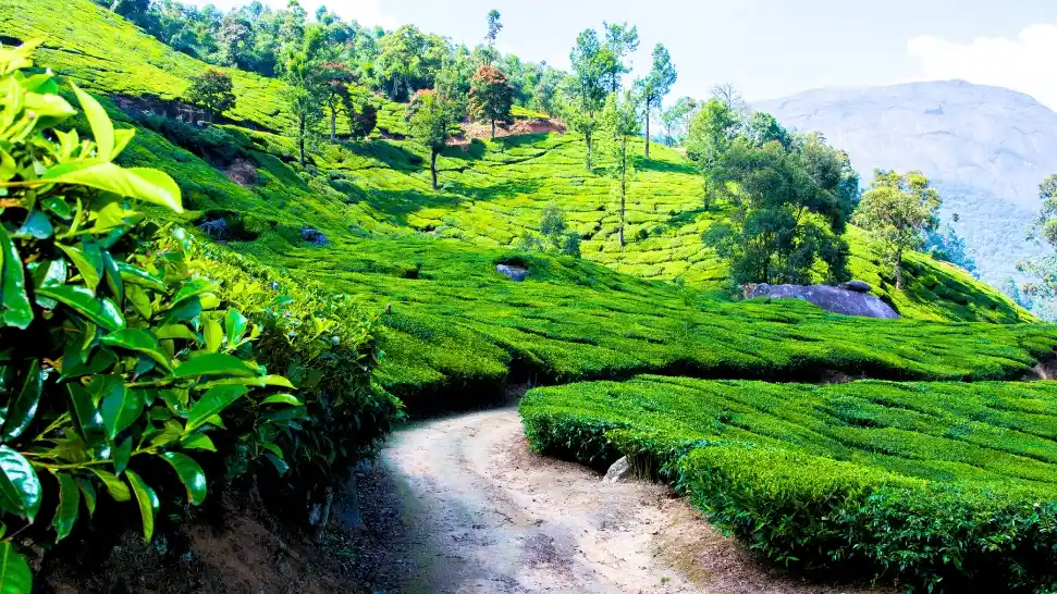 Munnar is One of The Best Honeymoon Destinations in India in January