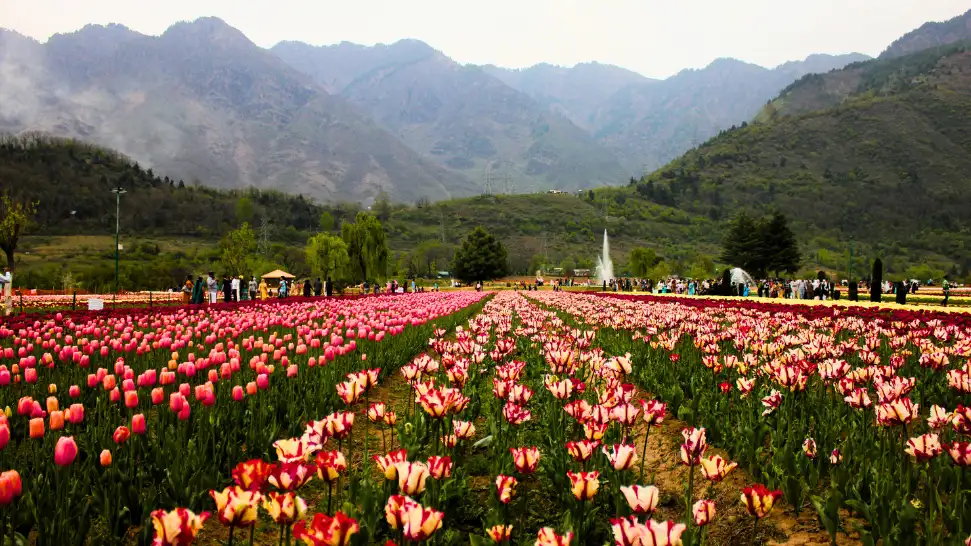 Srinagar is One of The Best Honeymoon Destinations In India In Summer