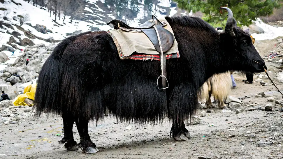 Yak Ride is One of The Best Things To Do in Manali in Honeymoon