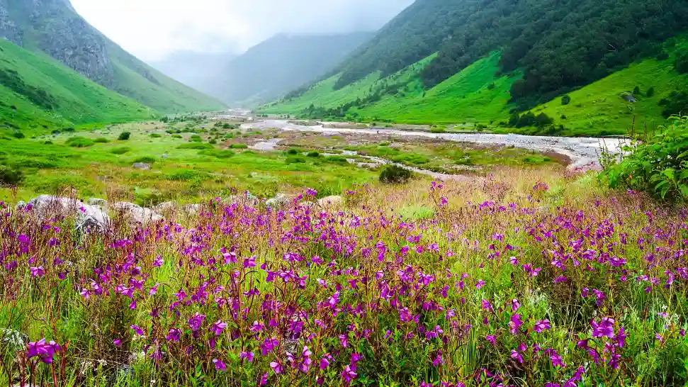 Valley of Flowers National Park