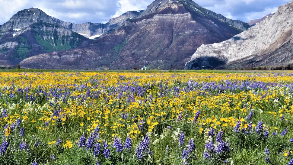 vally of flowers