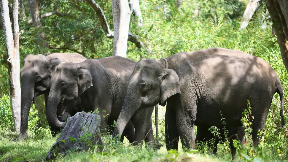 mudumalai