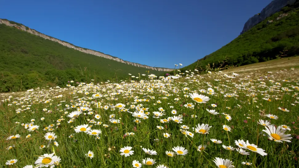 valley of flowers