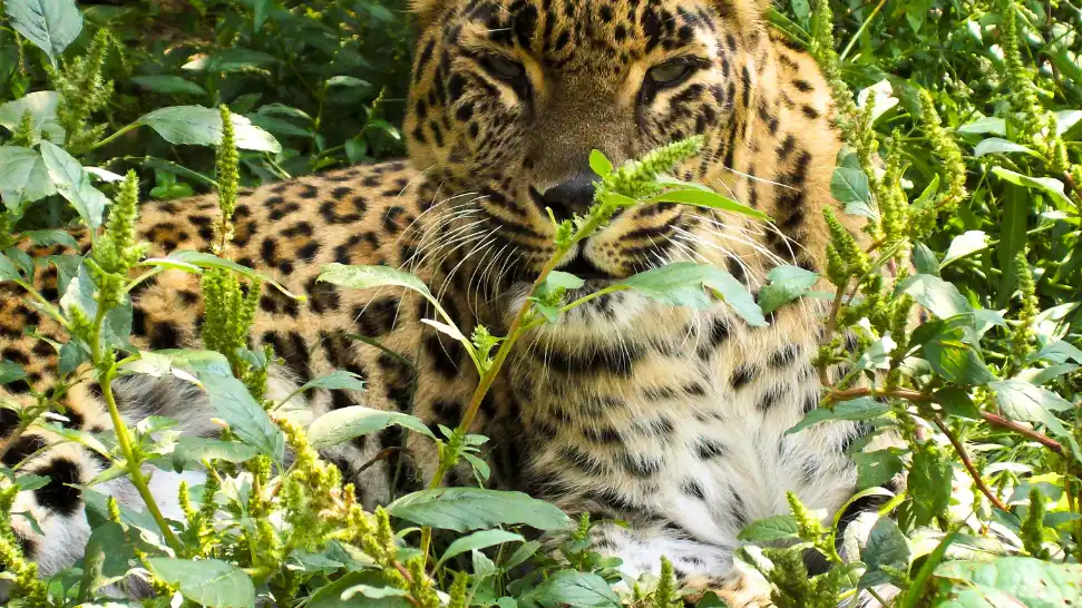 Dachigam National Park is One of The Best Places To Visit in Kashmir in April