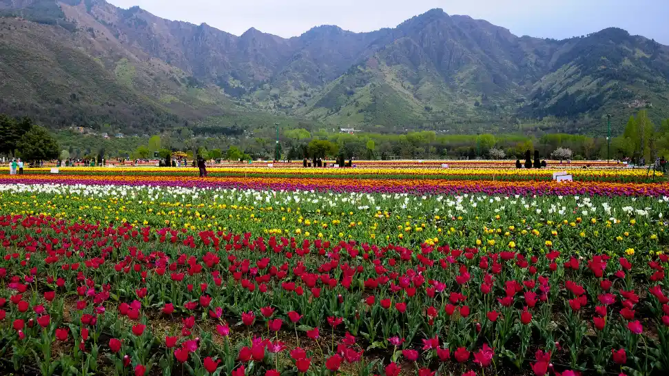 Srinagar is One of The Best Places to Visit in Kashmir