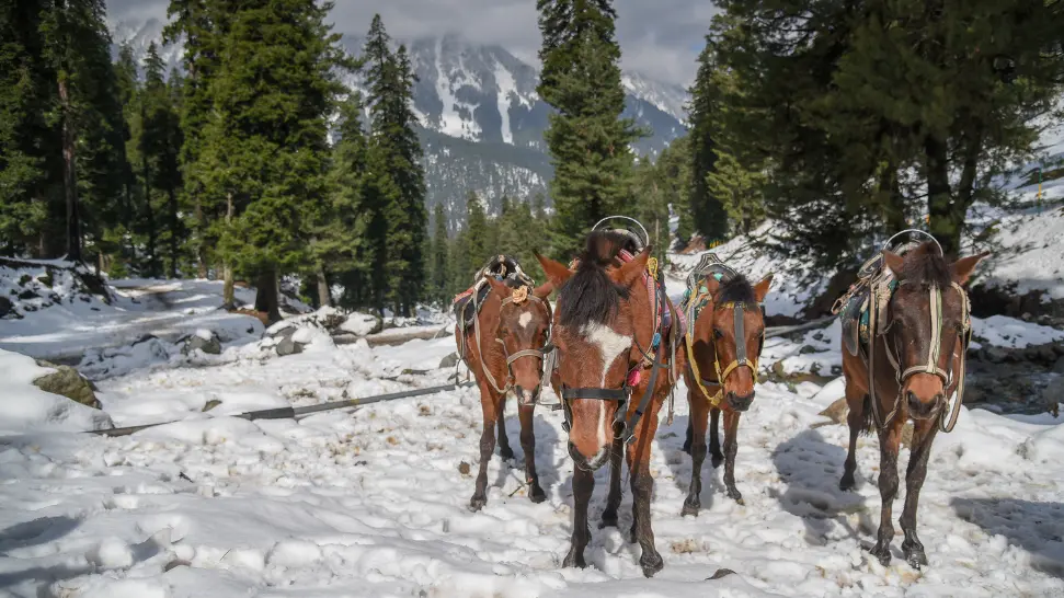 pahalgam