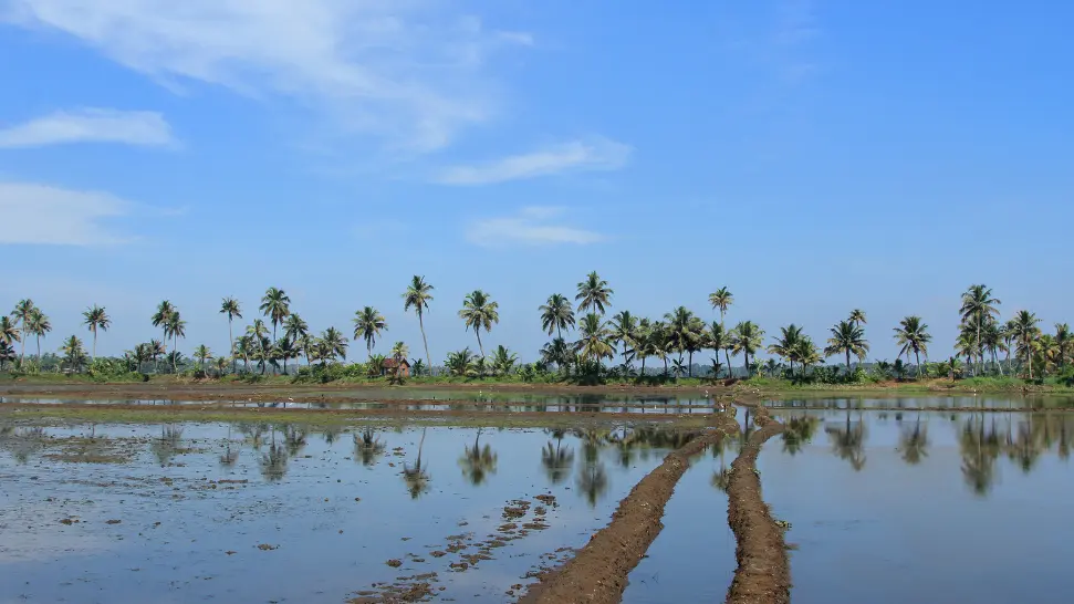 kuttanad is one of the best honeymoon places in Kerala