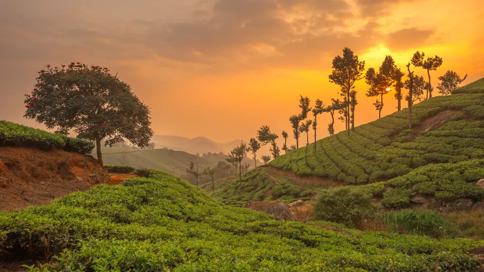 Munnar is one of the best honeymoon places in Kerala