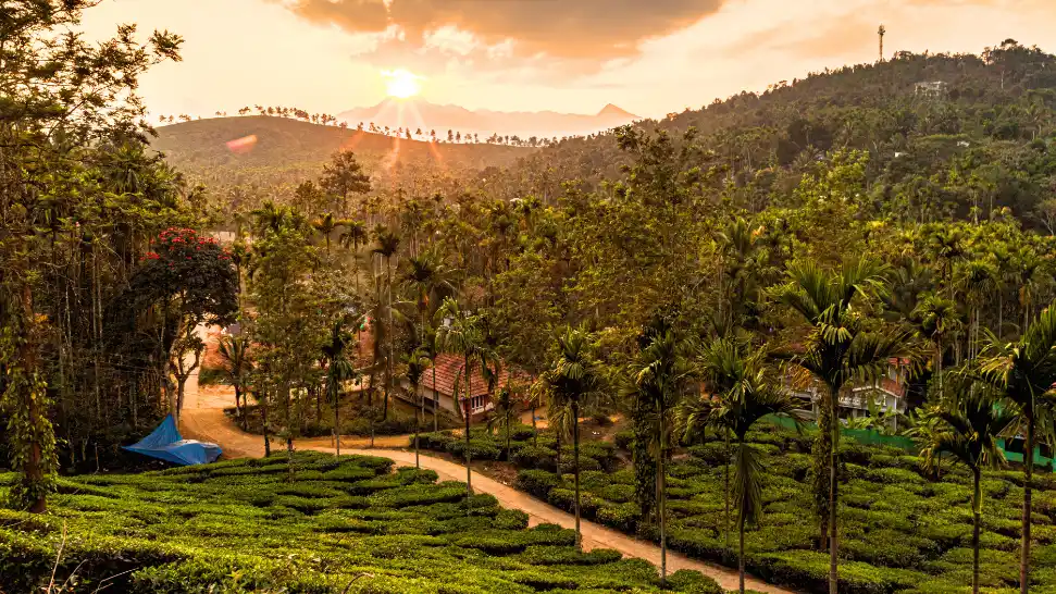 Wayanad is One of The Best Places to Visit in Kerala in December