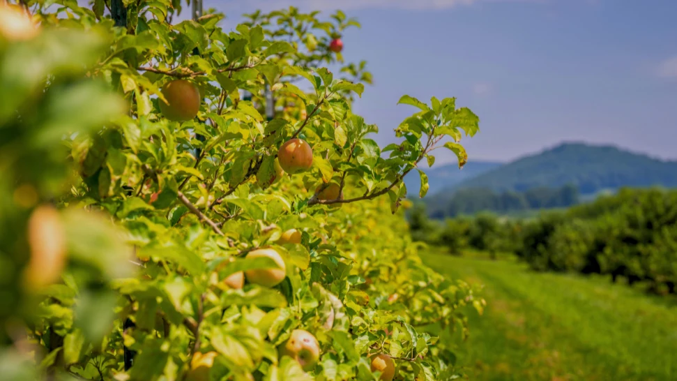 Explore Apple Orchards on a Guided Tour is one of the Best Things To Do In Manali in January