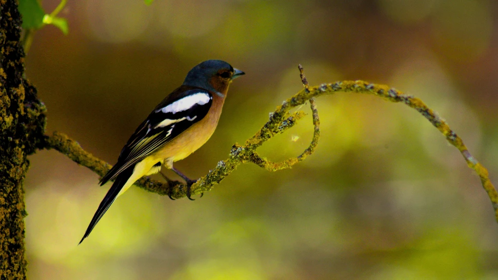 Bird Watching is One of The Best Things to Do in Manali in Monsoon