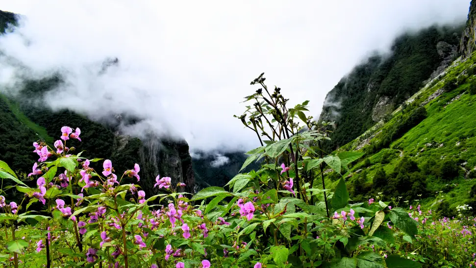 Valley of Flowers Trek is One of The Best Monsoon Trek in India