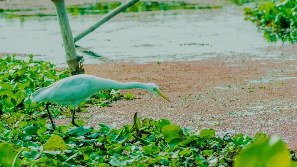 Kumarakom Bird Sanctuary is One of The Best Places to Visit in Alleppey