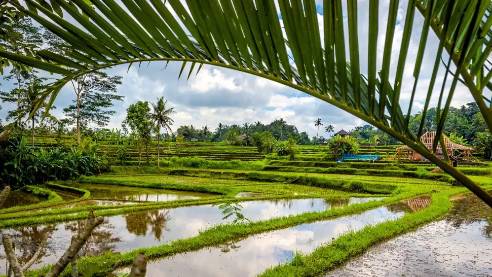 Campuhan Ridge is One of the Best Places to Visit in Bali