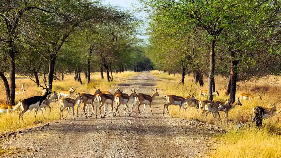 Gir National Park is One of The Best Places to Visit in Gujarat
