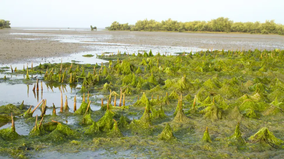 Marine National Park is One of The Best Places to Visit in Gujarat